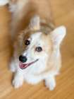 Welsh Corgi dog portrait looking up at camera. Art Print